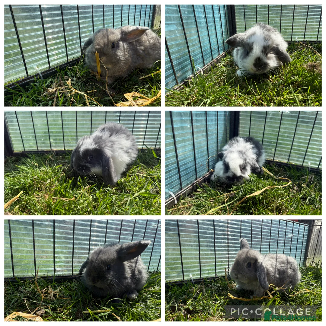 Mini Lop rabbits for sale: Litter of Mini lop Bunnies  - Advert 1
