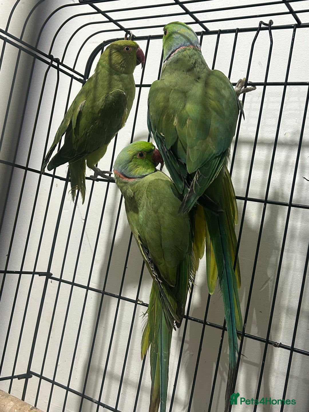 Ringnecks birds for sale: Indian ring neck - Image 10