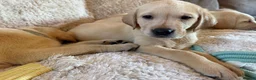 Labrador Retriever dogs for sale: ❤️💫 Superb, chunky, Golden Labrador puppies 💫❤️ in Stourbridge - Advert 10