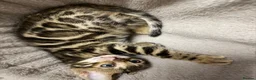 Bengal cats for sale: Bengal kittens  - Advert 27