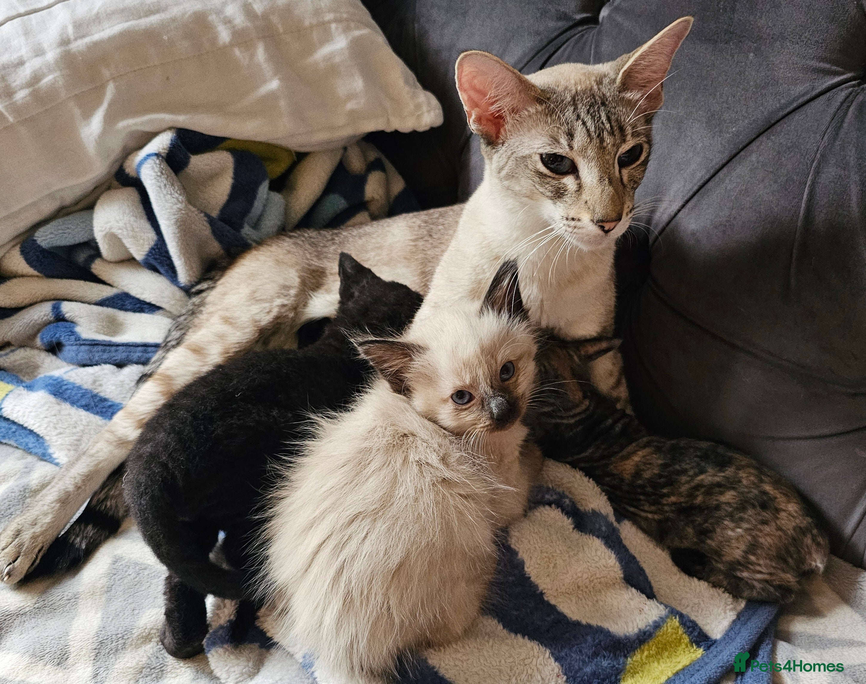 Siamese cats Siamese x Sphynx kittens 12 weeks old. 2 boys left - Advert 12