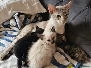 Siamese cats Siamese x Sphynx kittens 12 weeks old. 2 boys left - Advert 12