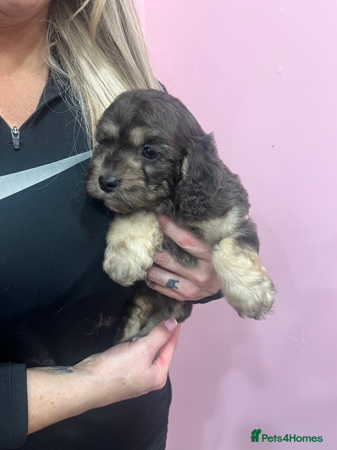 Cavapoo dogs for sale: Cavapoos f1 boys and girls  - Advert 13