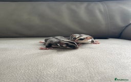 Sugar Glider rodents for sale: Male and Female Sugar Glider Siblings - Image 3