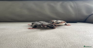 Sugar Glider rodents - Advert 11