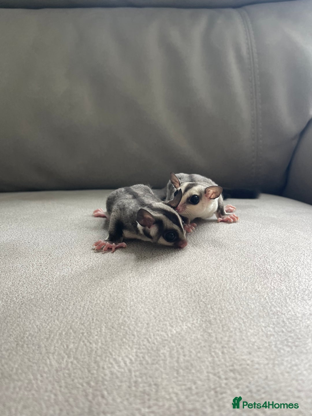 Sugar Glider rodents for sale: Male and Female Sugar Glider Siblings - Image 3