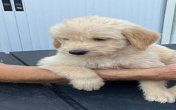 Labradoodle dogs for sale: Labradoodle puppies, health tested parents  - Image 1