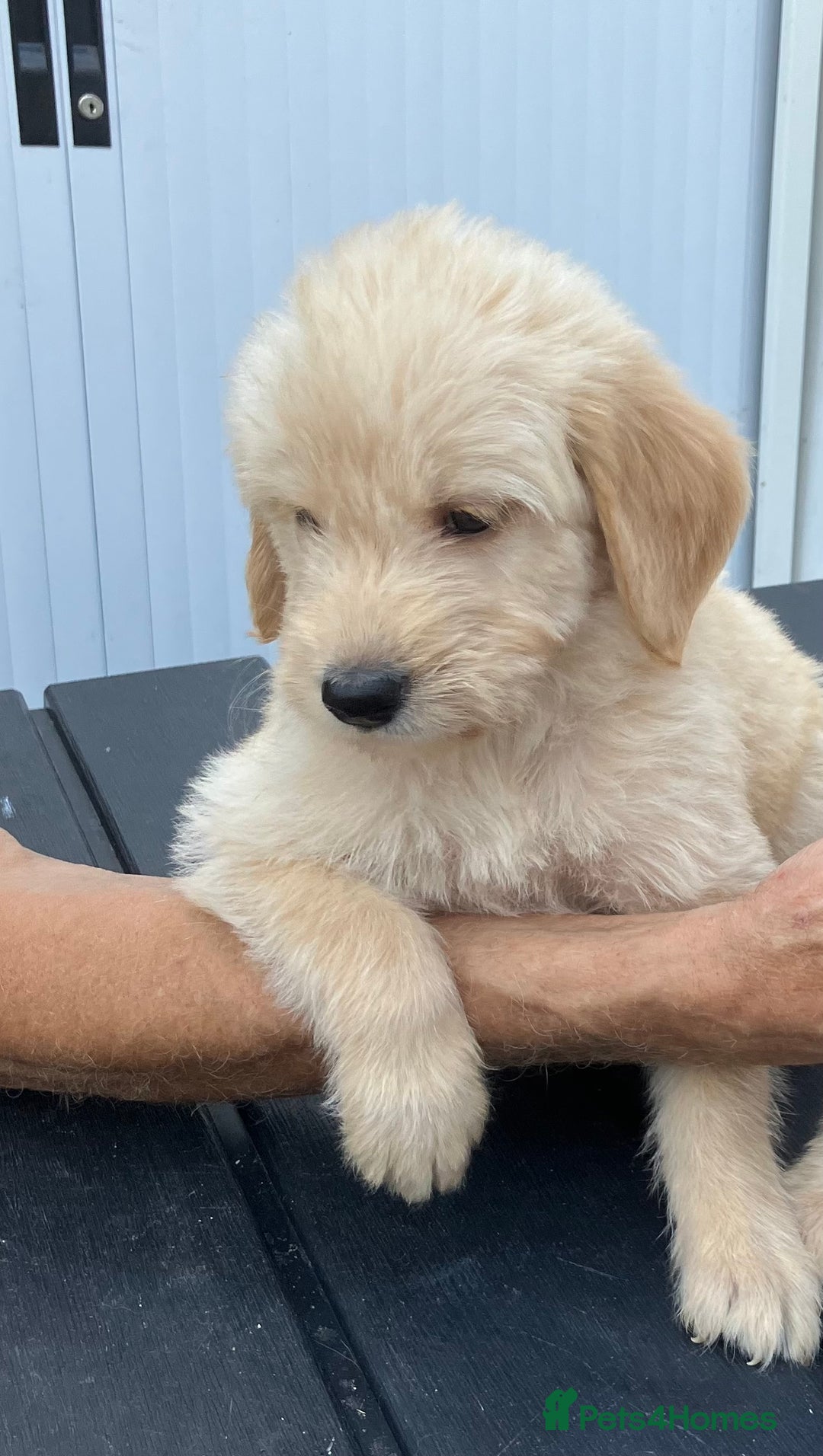Labradoodle dogs for sale: Labradoodle puppies, health tested parents  - Image 1
