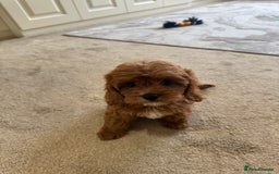 Cavapoo dogs for sale: !Ready now! F1 cavapoos kc reg parents - Image 2