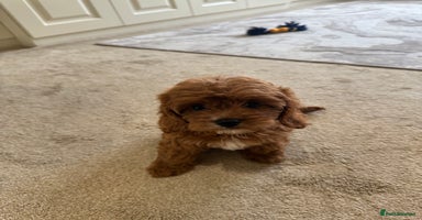 Cavapoo dogs - Advert 9