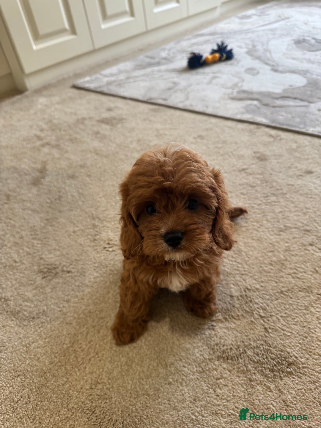 Cavapoo dogs for sale: !Ready now! F1 cavapoos kc reg parents - Image 2