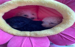 Cavapoo dogs for sale: Miniature poodle x cavapoo  - Image 15