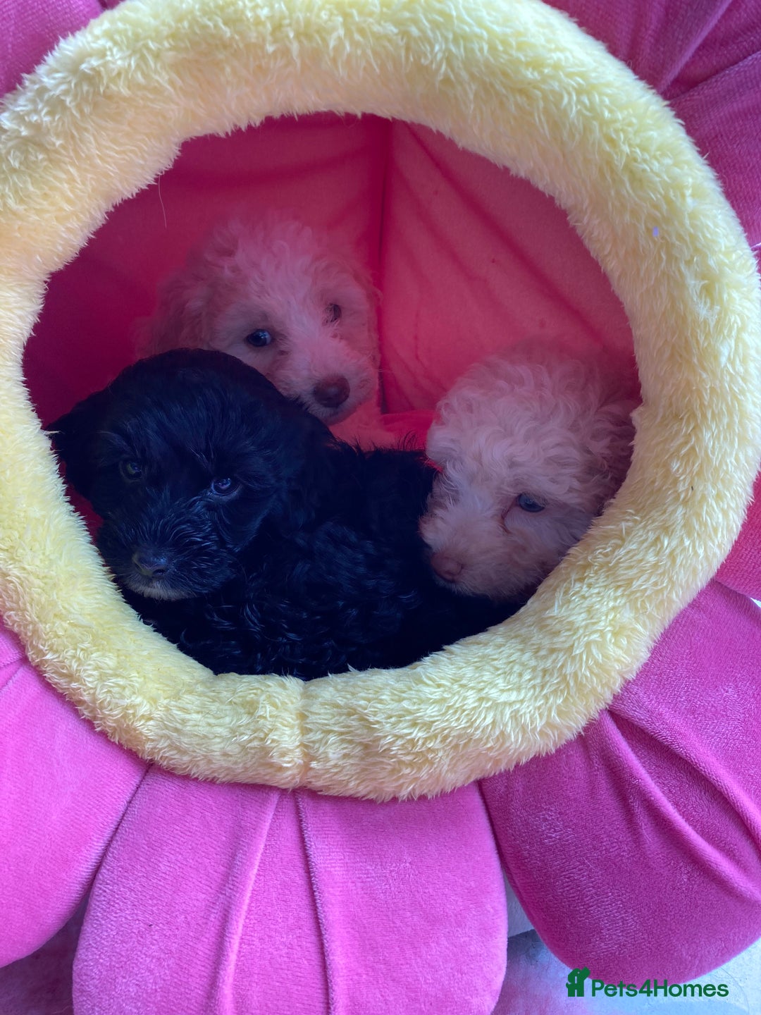 Cavapoo dogs for sale: Miniature poodle x cavapoo  - Image 15