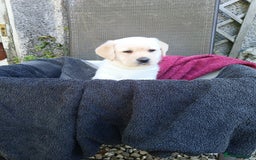 Labrador Retriever dogs for sale: Top quality yellow girls - Image 4