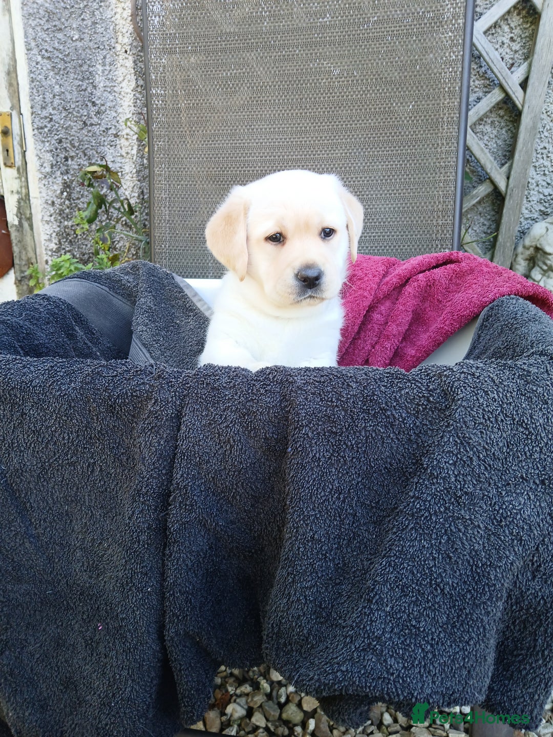 Labrador Retriever dogs for sale: Top quality yellow girls - Image 4