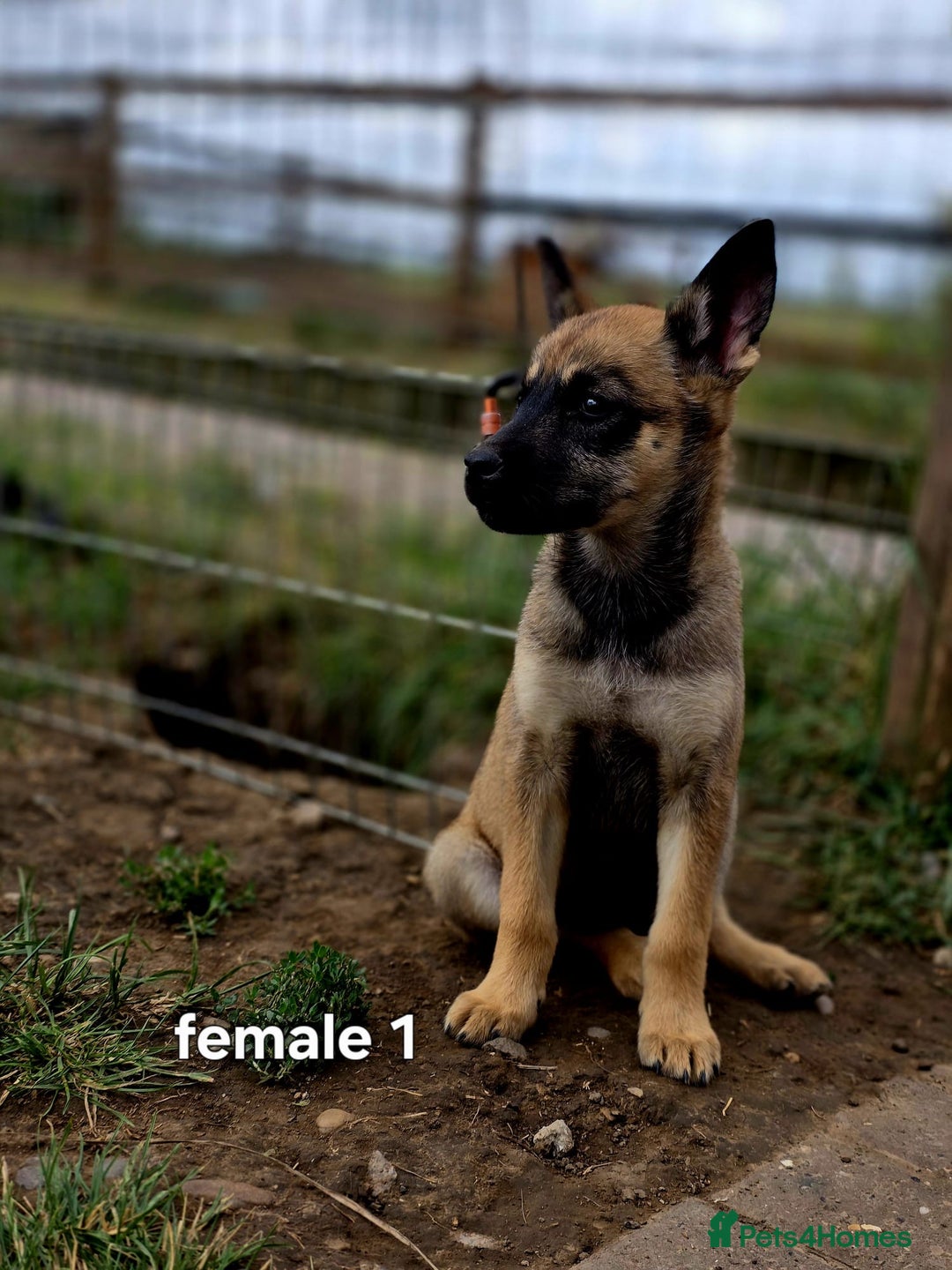 Mixed Breed dogs for sale: Stunning Shepsky Pups! - Image 11