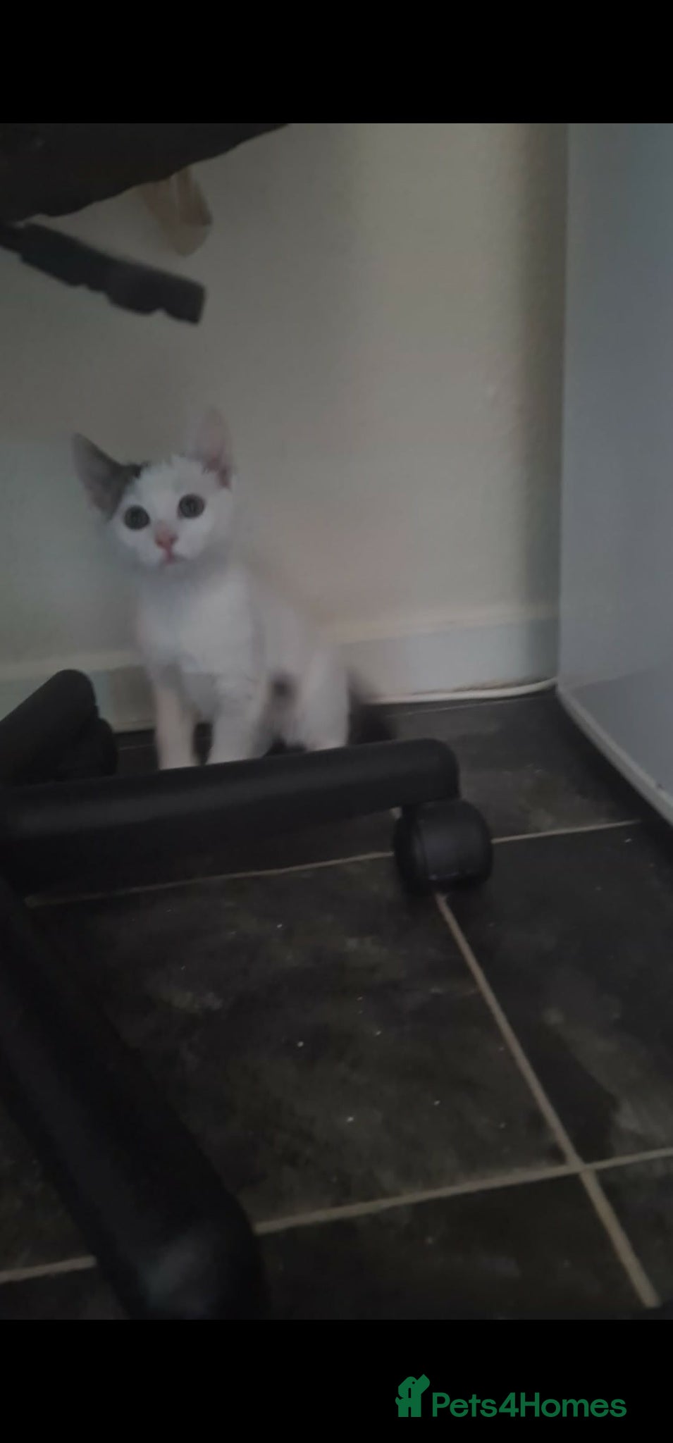 British Longhair cats for sale: British Longhair - Advert 1