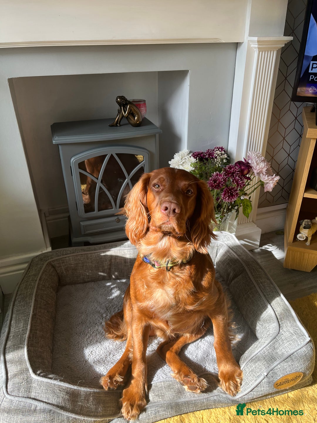Cocker Spaniel dogs for stud: KC Registered Red Working Cocker Spaniel Stud - Advert 5