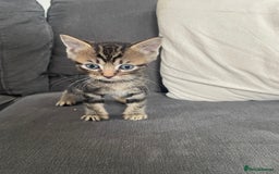 Ragdoll cats for sale: Stunning Ragdoll X for sale - Image 3