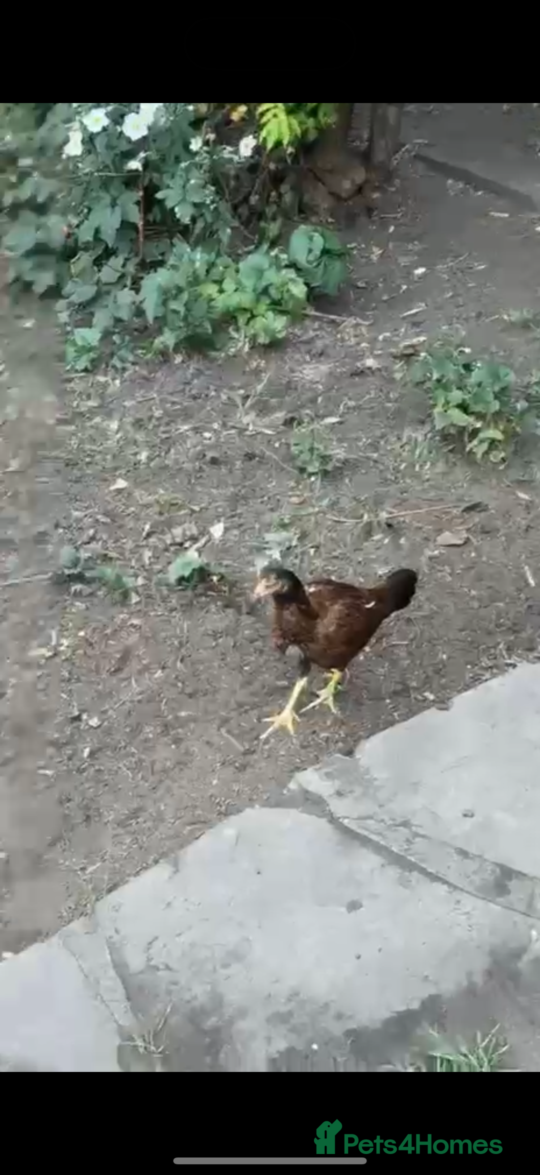 Chickens poultry for sale: Bengum Aseel rooster pakistani begum - Image 10