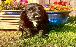 Sprocker dogs for sale: Quality Sprocker Spaniels last Black Boy ! - Image 18