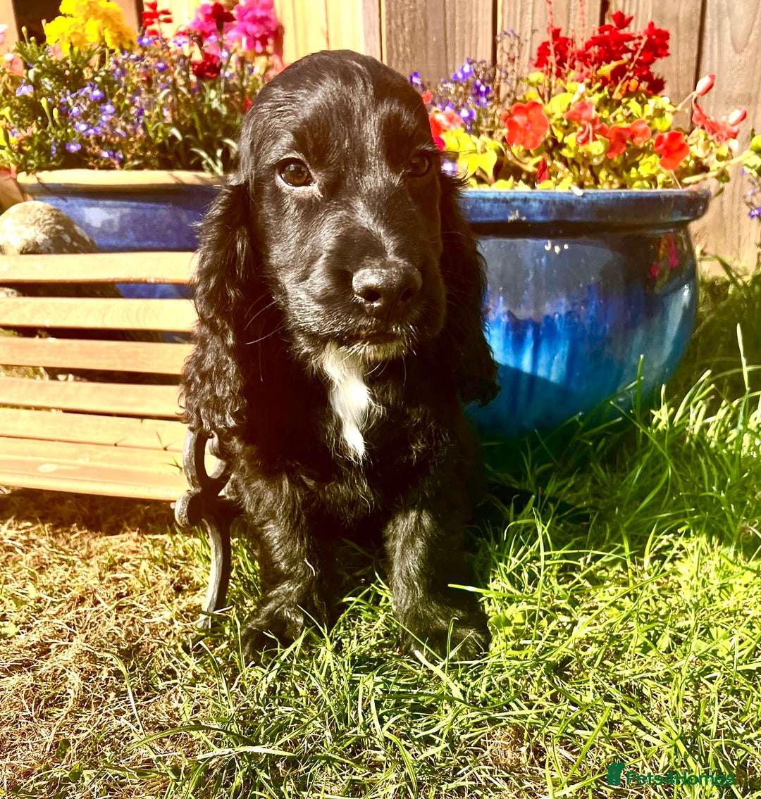 Sprocker dogs for sale: Quality Sprocker Spaniels last Black Boy ! - Image 18