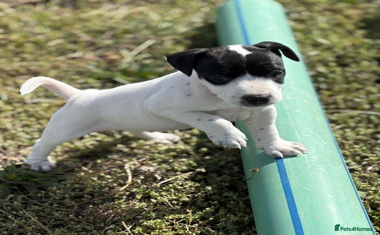 Jack Russell dogs - Advert 1
