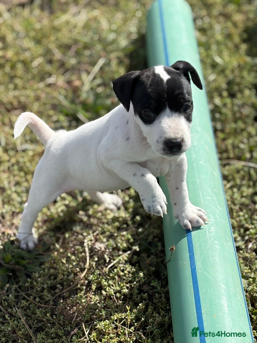 Jack Russell dogs for sale: Jack Russell Dog Puppies - Image 1
