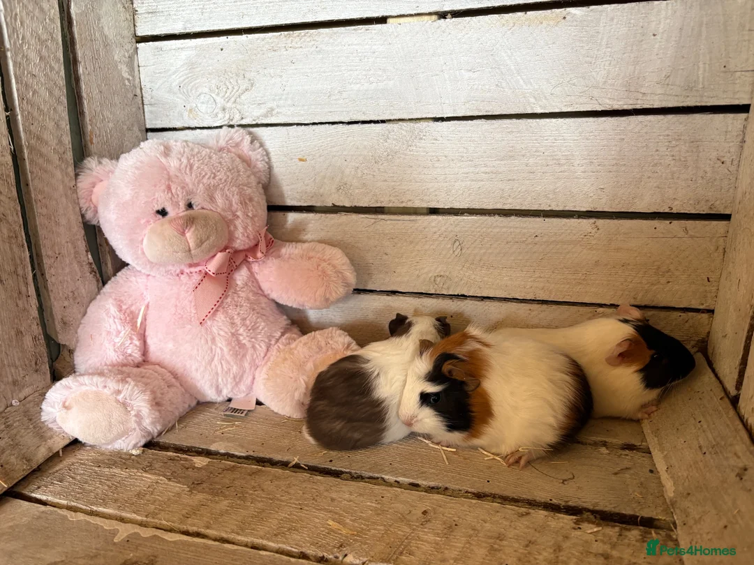 Guinea Pig rodents for sale: Young guinea pigs for sale  - Advert 2