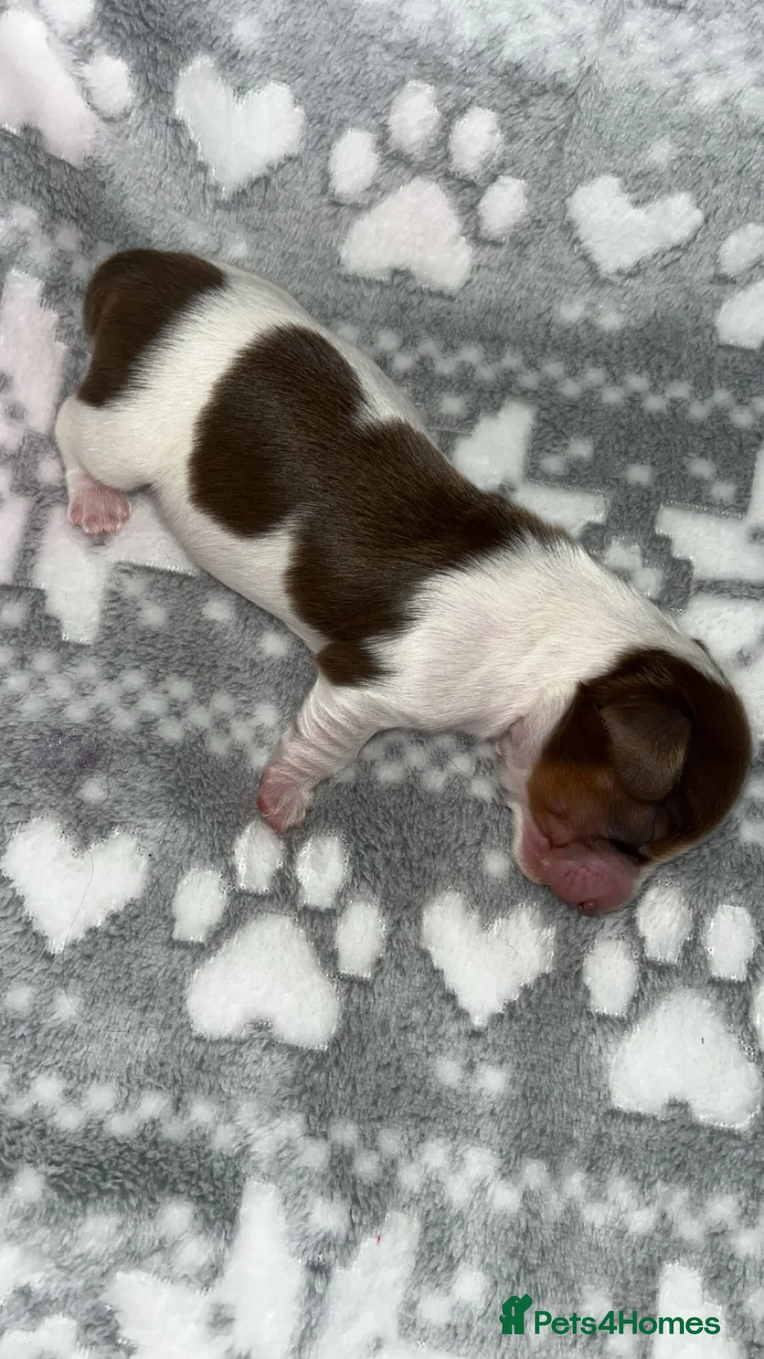 Miniature Dachshund dogs for sale: KC Reg Long-Haired Miniature Dachshund Puppies  - Advert 29