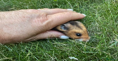 Hamster rodents in High Wycombe - Advert 14