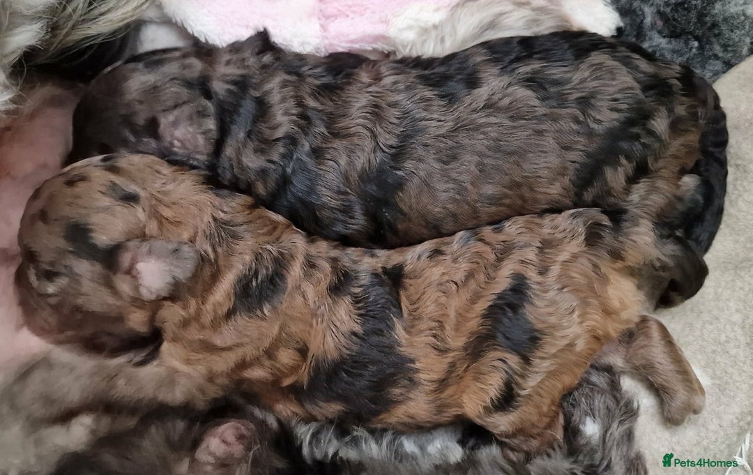 Toy Poodle dogs for sale: Health tested 3/4 Merle Toy Poodles  - Advert 4