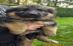 German Shepherd dogs for sale: Beautiful German shepherd puppies  - Image 5