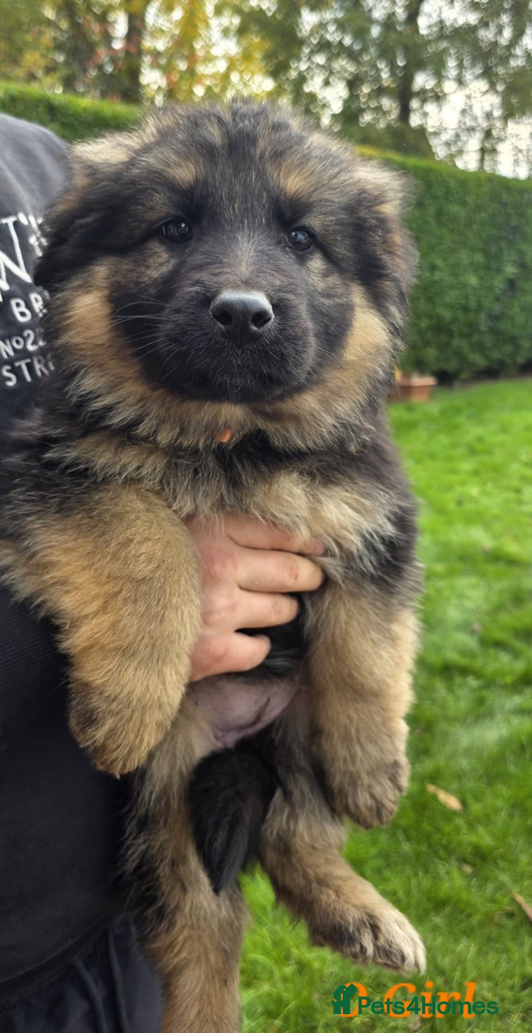 German Shepherd dogs for sale: Beautiful German shepherd puppies  - Image 5