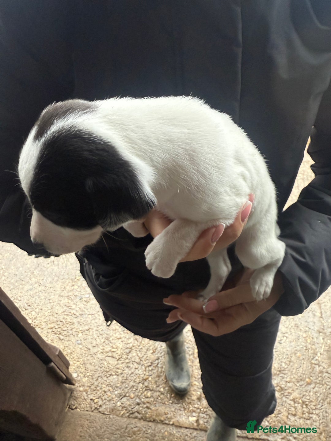 Whippet dogs for sale: Bedlington whippet puppies  - Advert 19