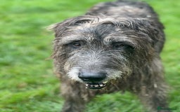 Irish Wolfhound dogs for sale: FEMALE IRISH WOLFHOUND PUPPIES FOR SALE - Image 11