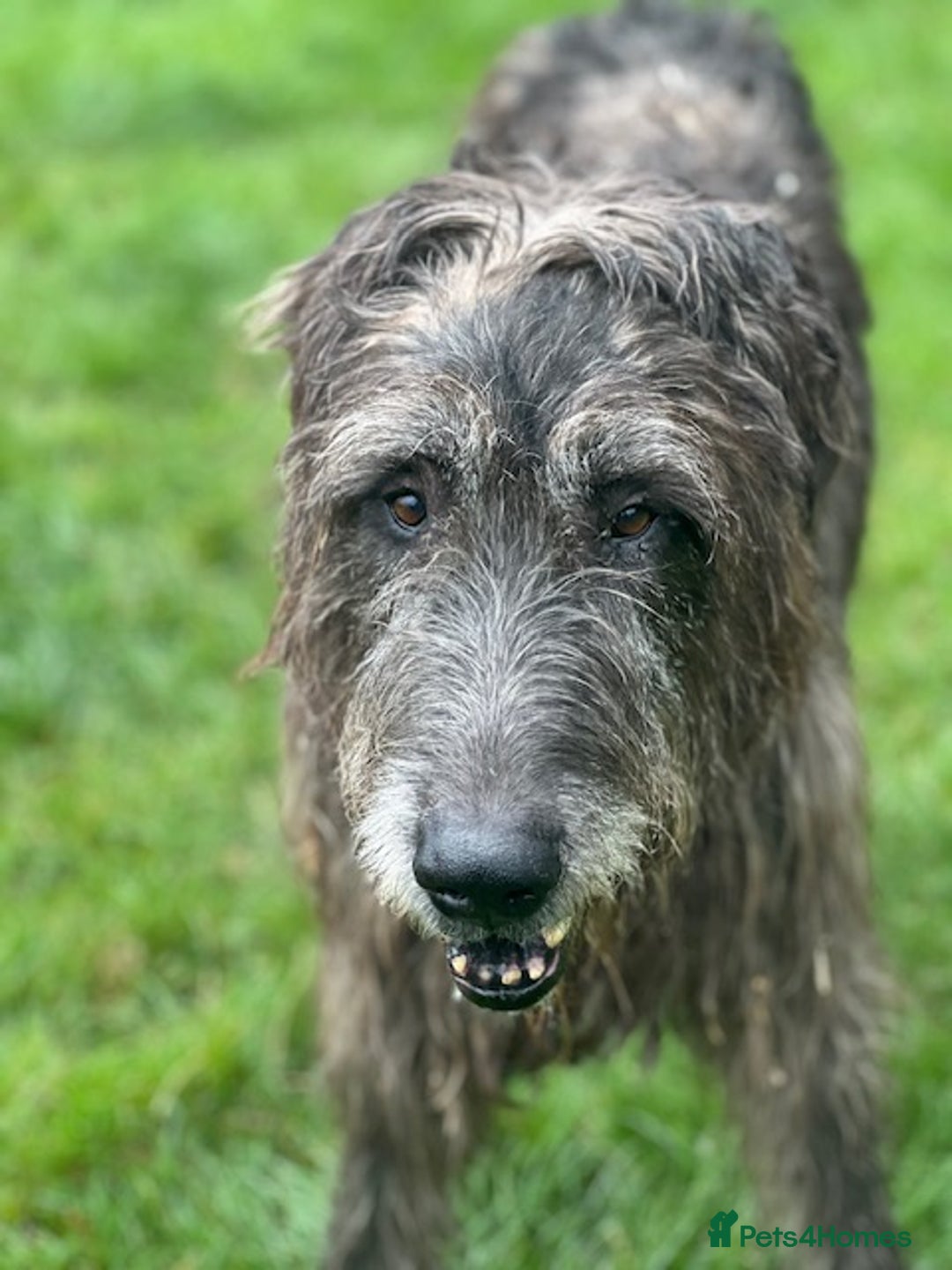 Irish Wolfhound dogs for sale: FEMALE IRISH WOLFHOUND PUPPIES FOR SALE - Image 11