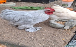 Chickens poultry for sale: Pekin Bantum Lavender Rooster - Image 2