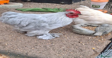 Chickens poultry - Advert 9