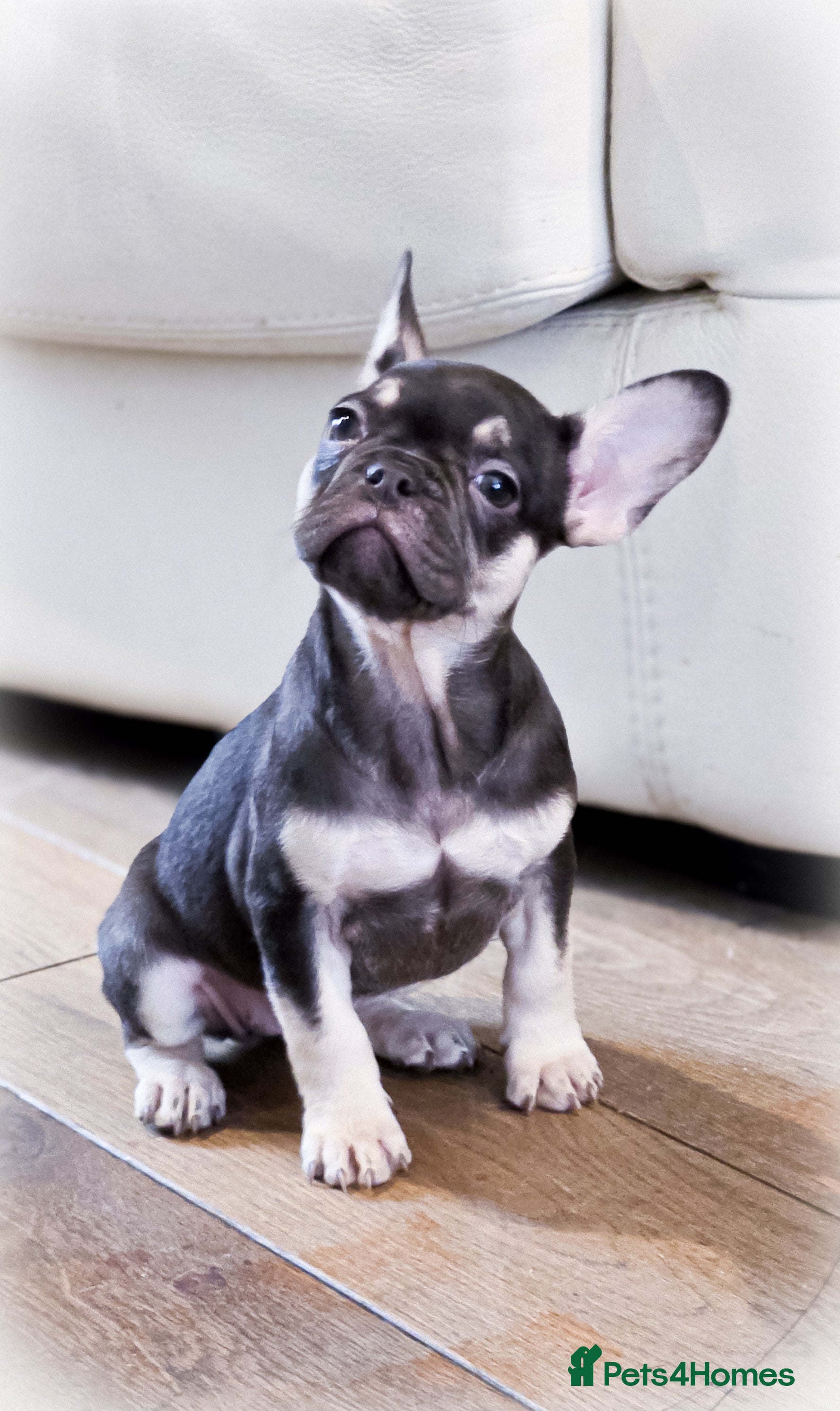 French Bulldog dogs  🐾 Exceptional French Bulldog Puppies 🐾 - Advert 8