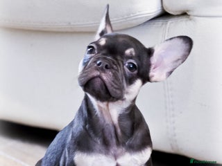 French Bulldog dogs 🐾 Exceptional French Bulldog Puppies 🐾 - Advert 8