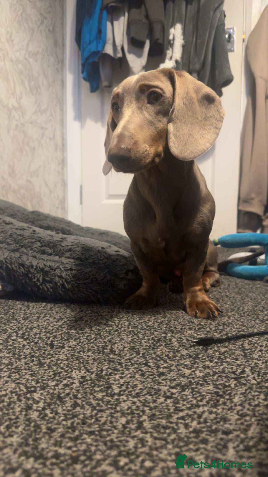 Miniature Dachshund dogs for stud: Reggie - Advert 2