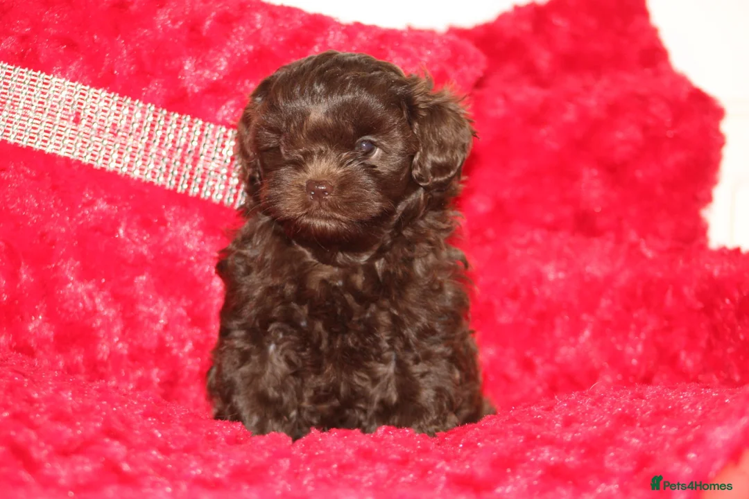 Shihpoo dogs for sale: Shih poo puppy’s  - Advert 26