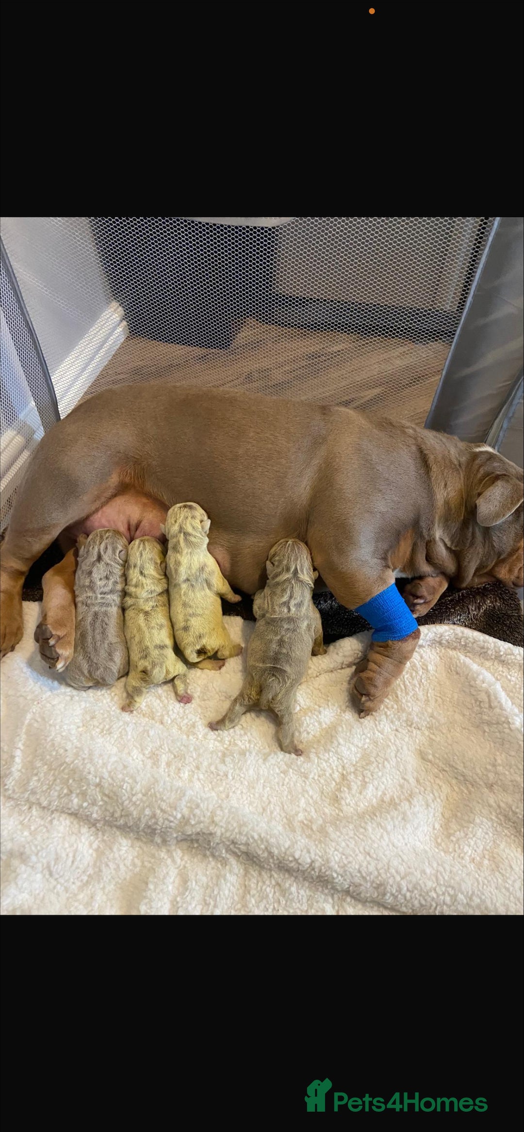 English Bulldog dogs for sale: Beautiful Female Merle English Bulldog Puppy - Advert 9