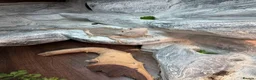Bearded Dragon reptiles for sale: 2yo Bearded Dragon + Custom Vivarium & Full Setup - Advert 6
