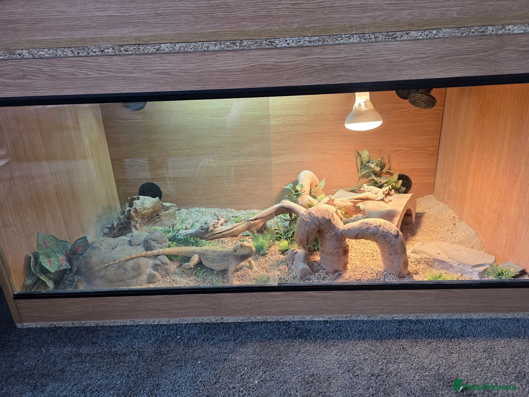 Bearded Dragon reptiles for sale: Male bearded dragon with full setup  in Glasgow - Advert 1