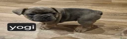 French Bulldog dogs for sale: French bulldog puppies for sale in Hornsea - Advert 26