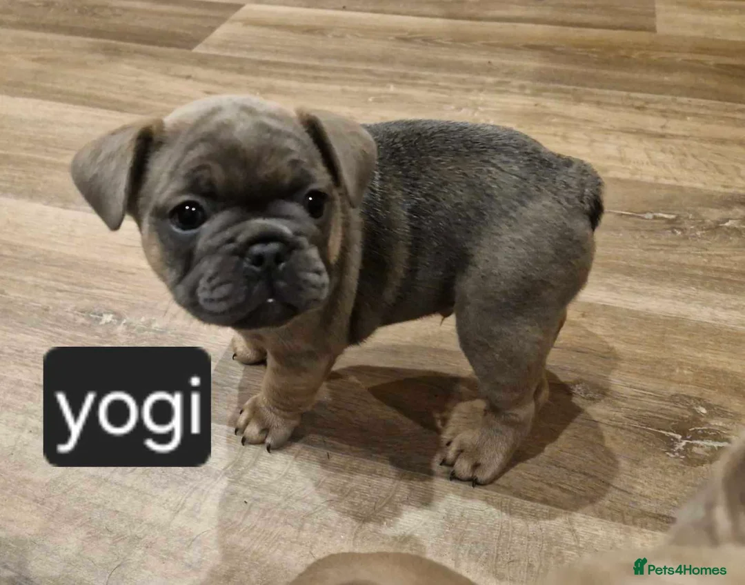 French Bulldog dogs for sale: French bulldog puppies for sale in Hornsea - Advert 26
