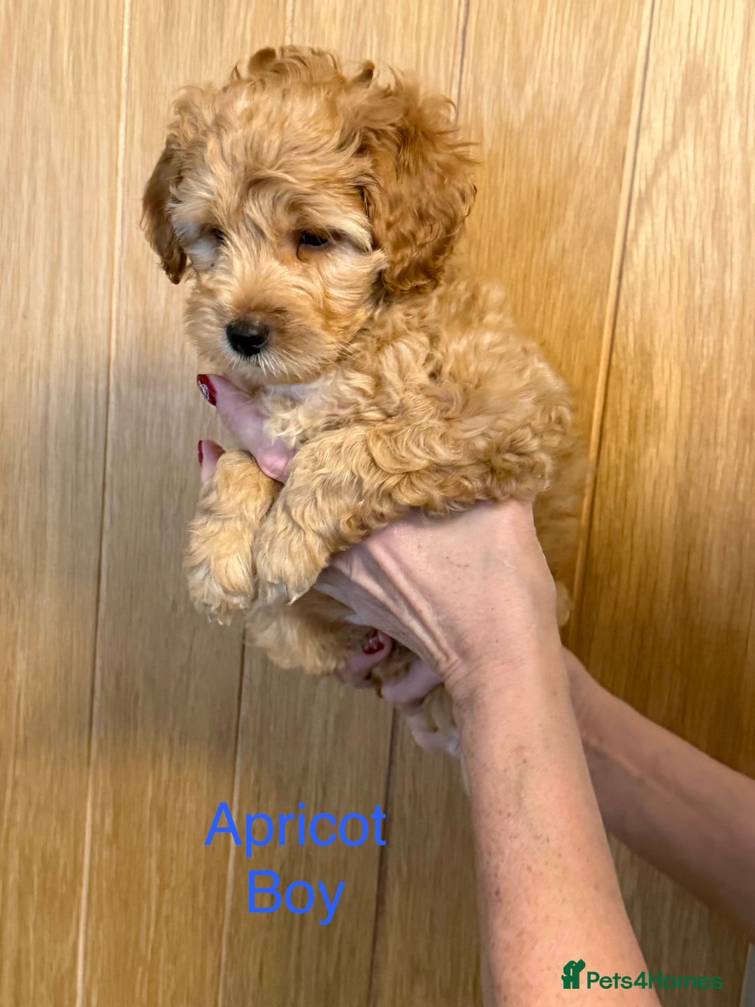 Cockapoo dogs for sale: F2Bb Cockapoo puppies  - Advert 8