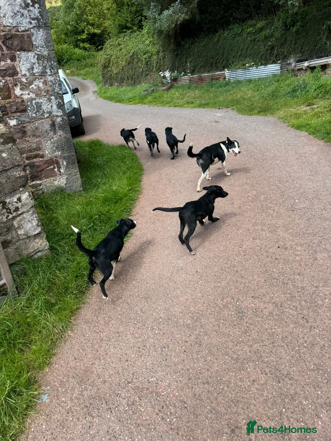 Border Collie dogs for sale: Collie  - Image 4